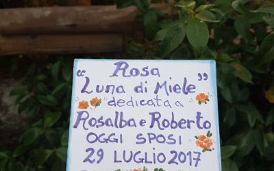 Pianta la prima rosa “Luna di Miele”